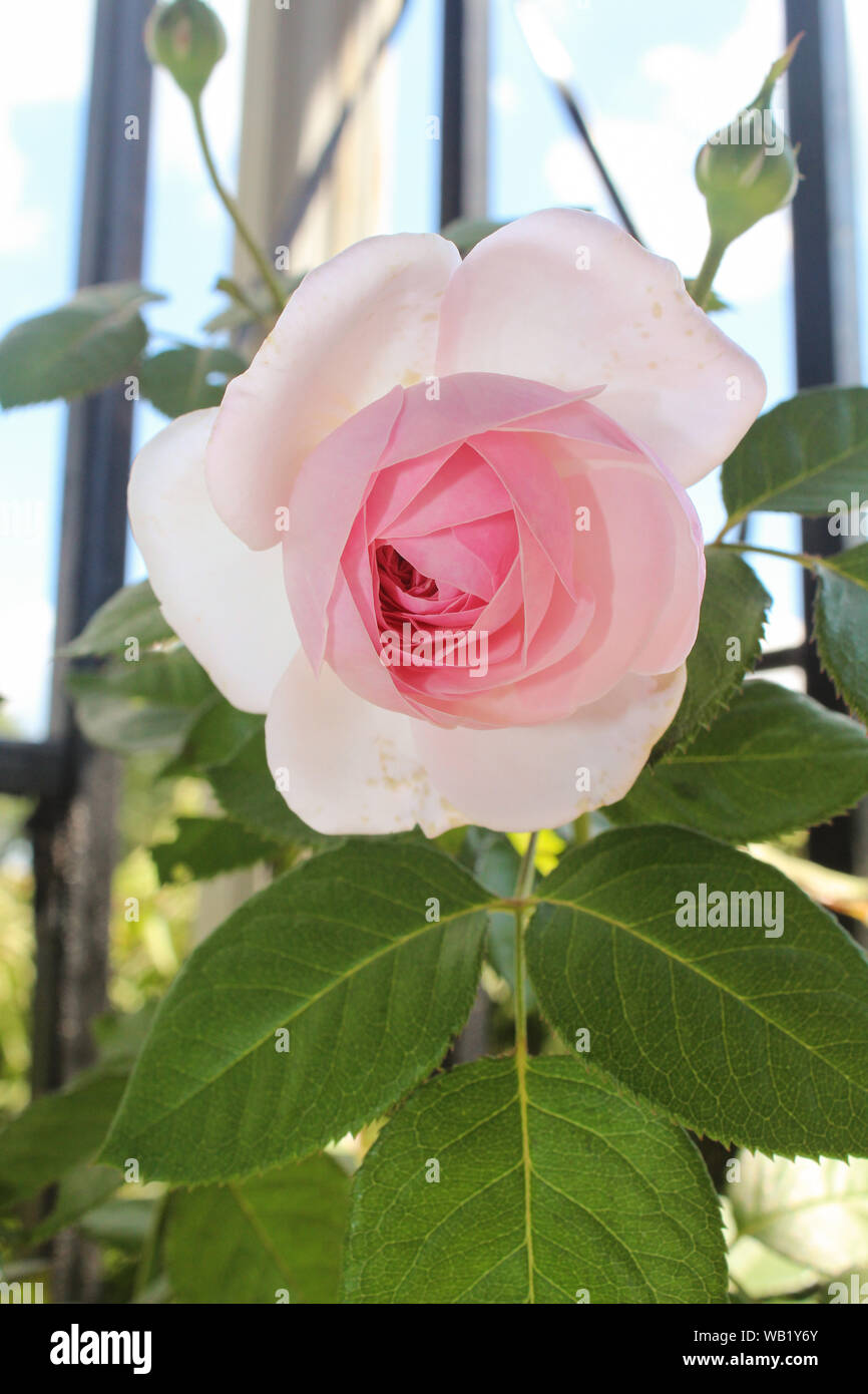 One Pink English Garden Rose Bloom Stock Photo Alamy