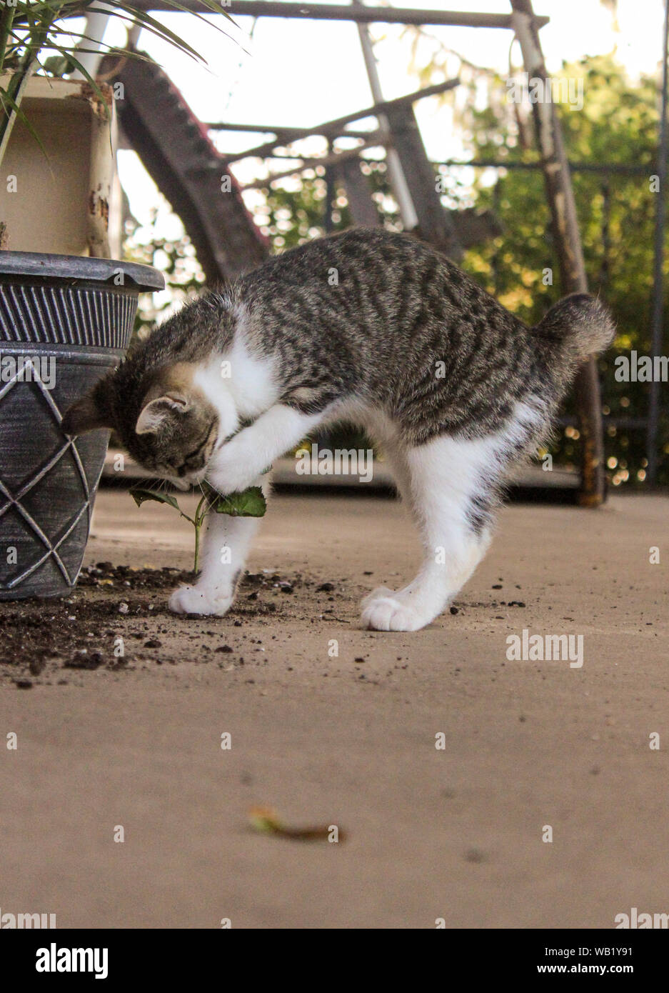 Striped Cat with Short Tail Playing Outside Stock Photo