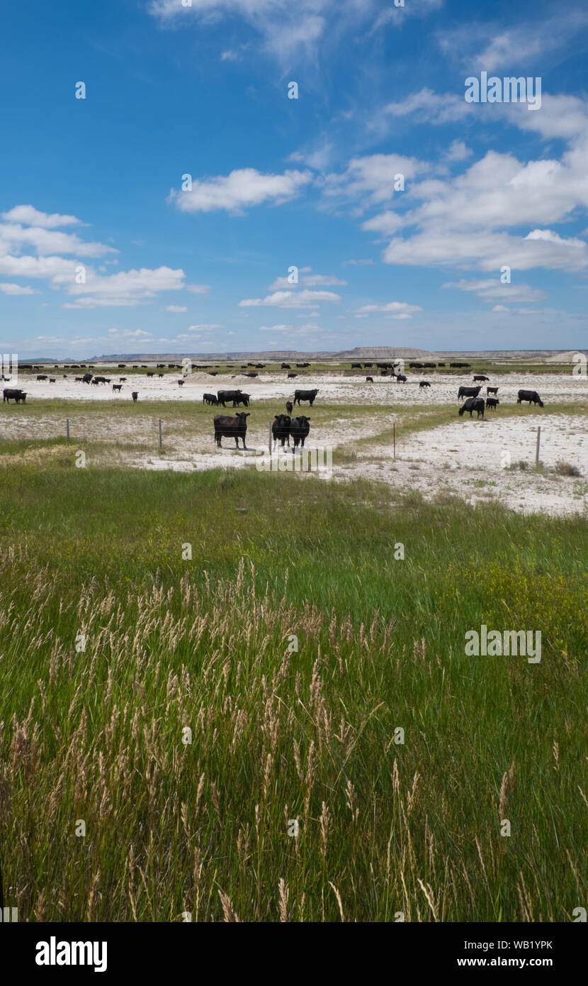 Cattle under big skies Wyoming USA Stock Photo
