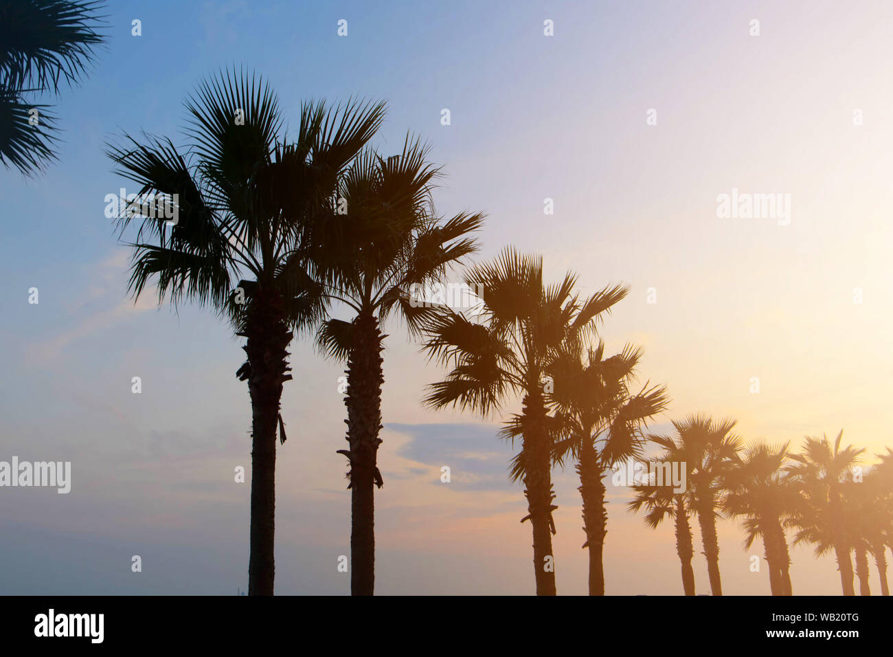 A line of Palm Trees on the Florida beach coast Stock Photo