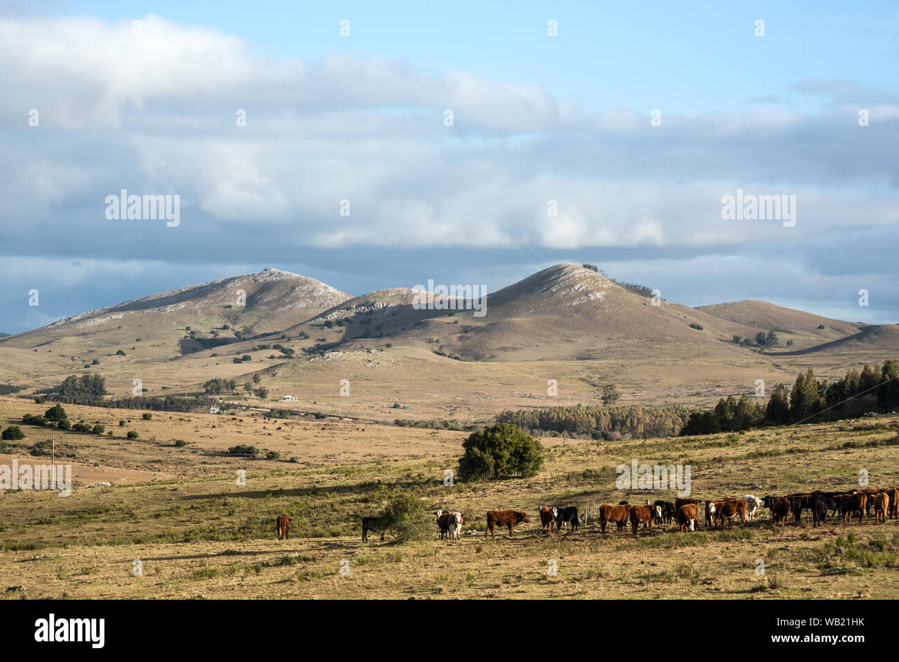 Sunny day in the middle of nowhere in the countryside of Uruguay Stock Photo