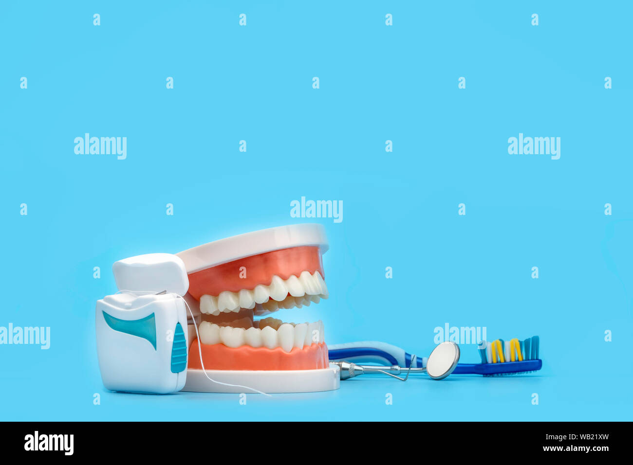 Dental jaw demonstration model with dentist tools floss and toothbrush isolate on blue background. Conceptual image with copy space. Stock Photo