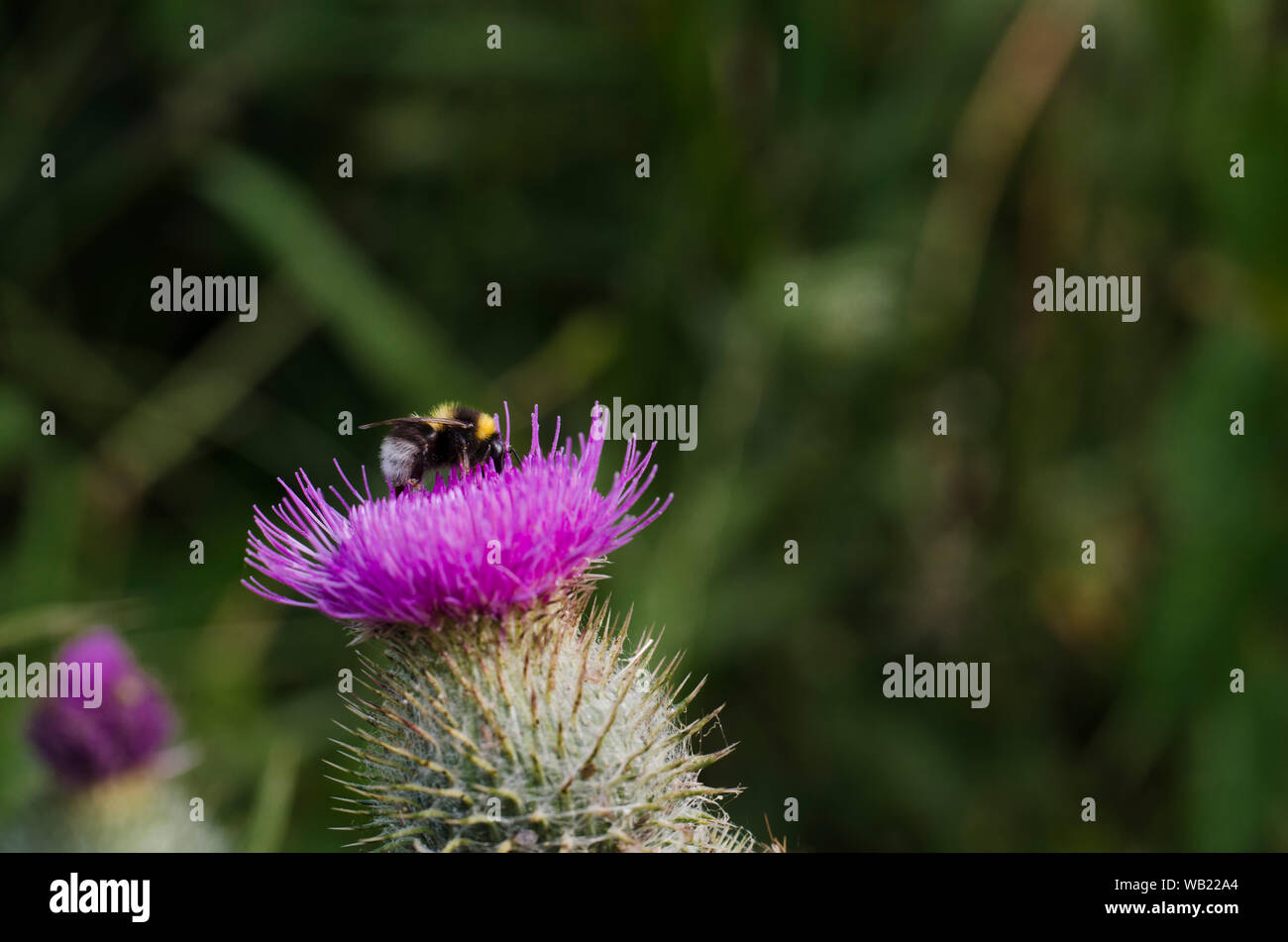 Bee Collecting Pollen in Center of Purple Thistle Flower Stock Photo