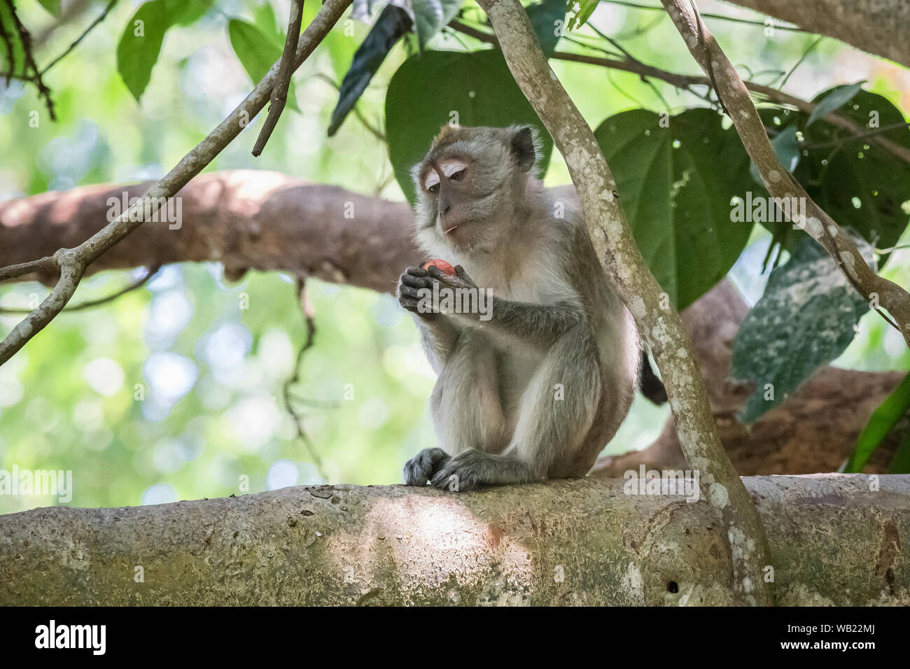 Crab-eating macaque (Macaca fascicularis Stock Photo - Alamy