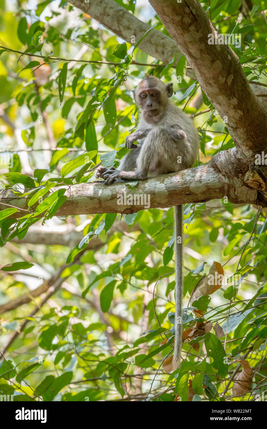 Crabeating macaque (Macaca fascicularis Stock Photo Alamy