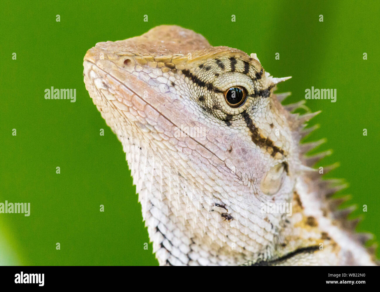 The oriental garden lizard, eastern garden lizard or changeable lizard (Calotes versicolor Stock ...