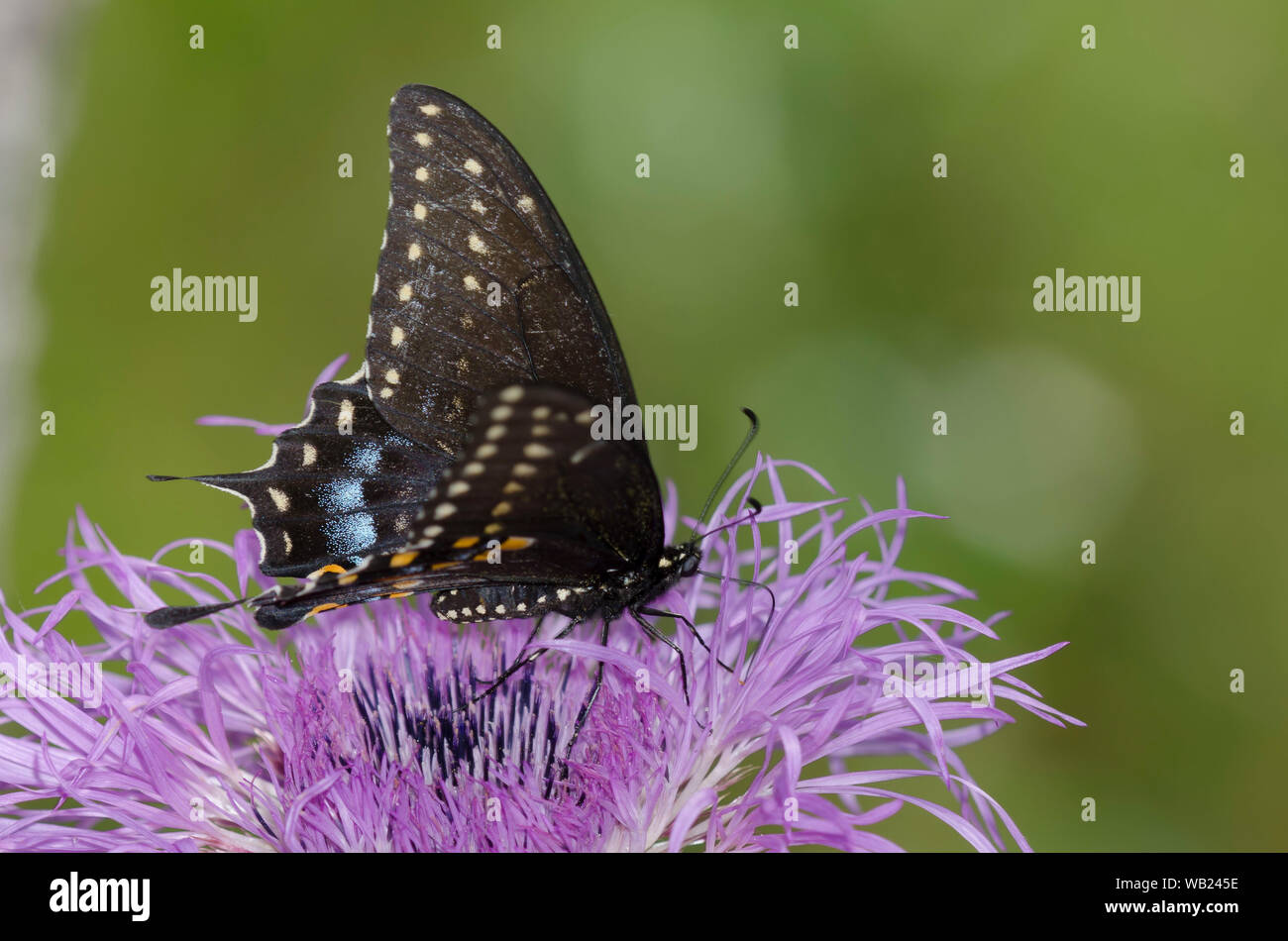 Black Swallowtail, Papilio polyxenes, female nectaring on American Star-thistle, Plectocephalus americanus Stock Photo
