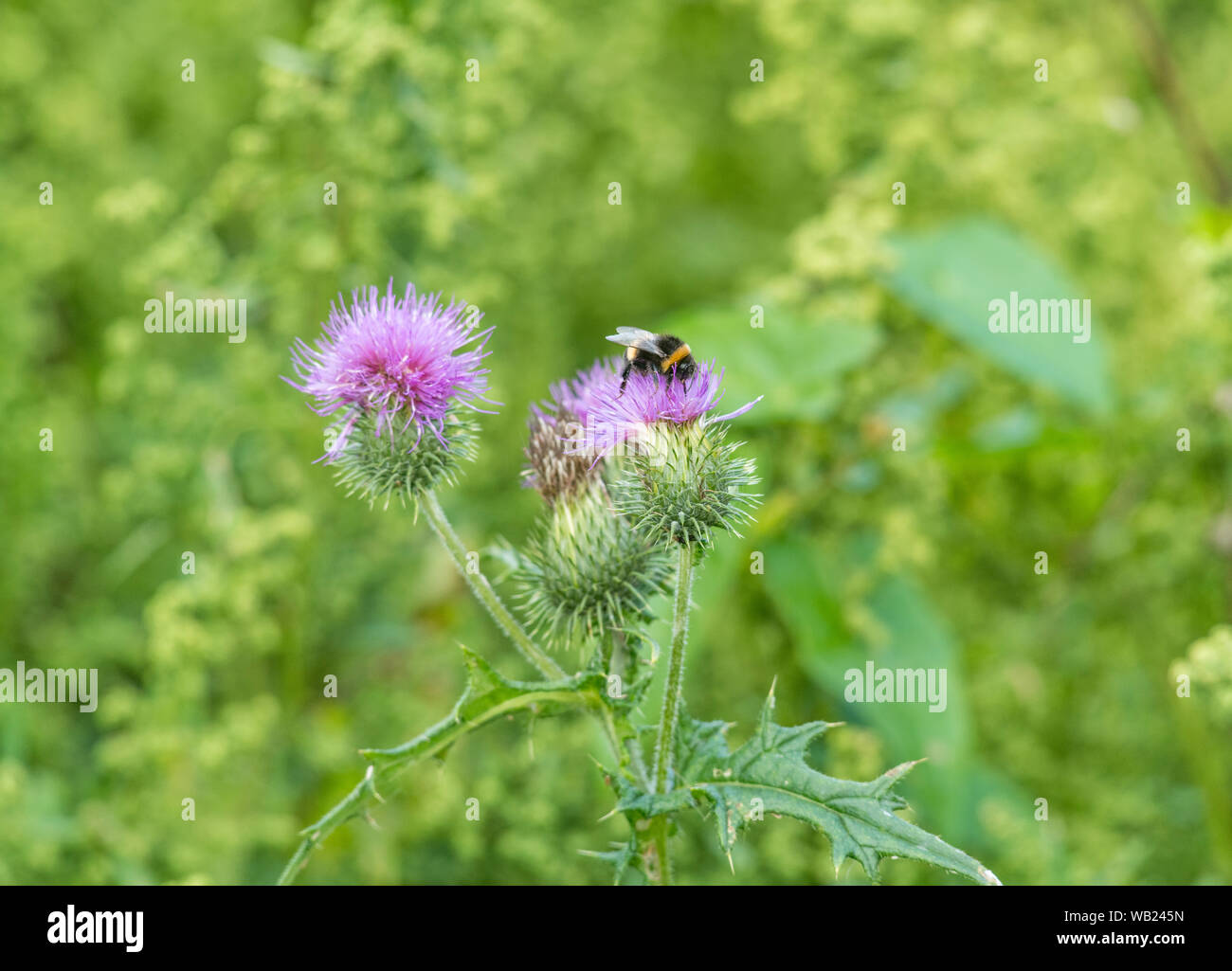 Honey bee foraging for pollen on the flower of a Spear Thistle / Cirsium vulgare. Metaphor honey production, bee population decline, bees in decline. Stock Photo