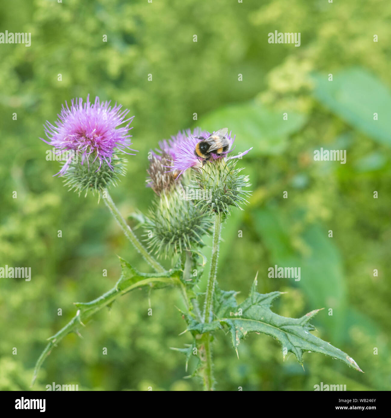 Honey bee foraging for pollen on the flower of a Spear Thistle / Cirsium vulgare. Metaphor honey production, bee population decline, bees in decline. Stock Photo