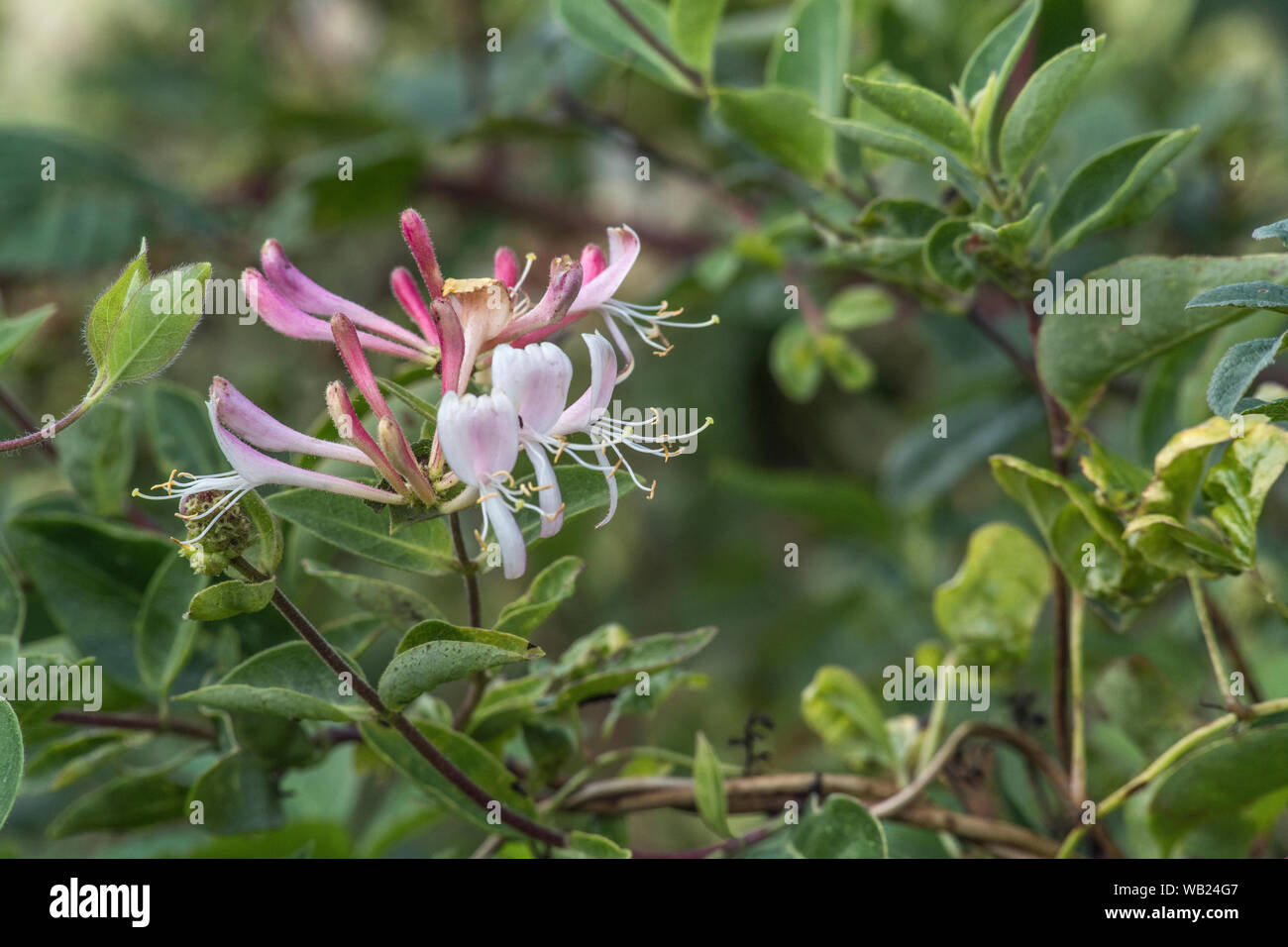 Close-up shot flowers of wild Honeysuckle / Lonicera periclymenum in an English country hedgerow. Medicinal plant used in herbal remedies. Stock Photo