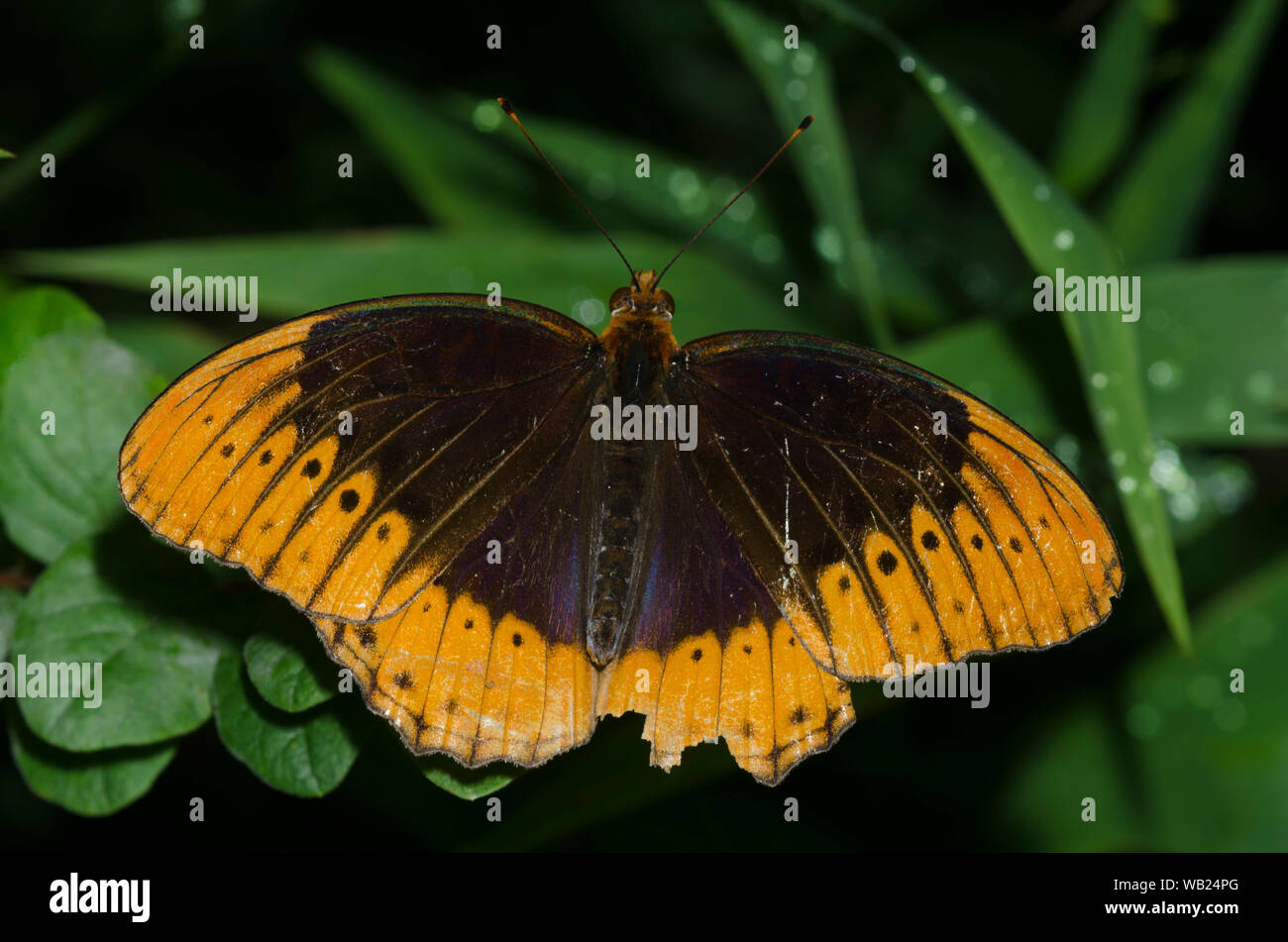 Diana Fritillary, Speyeria diana, male Stock Photo Alamy