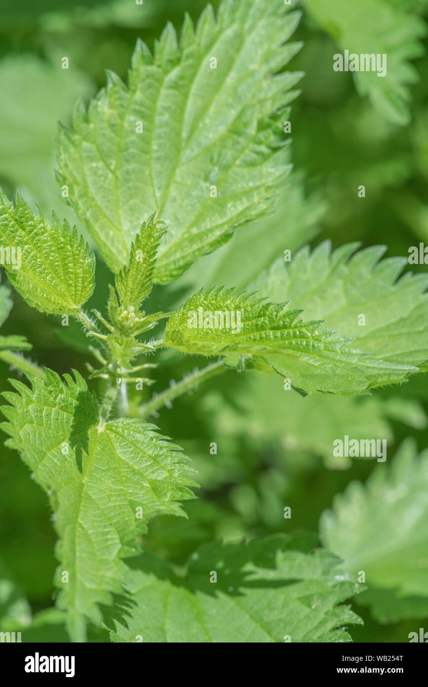 Foliage / leaves of common Stinging Nettle / Urtica dioica. Wellknown