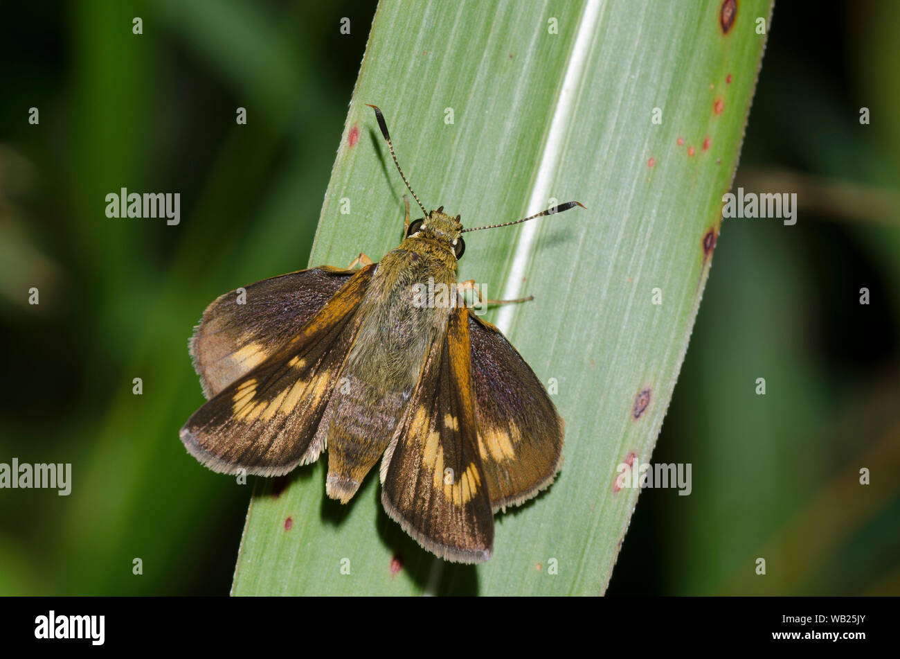 Byssus Skipper, Atrytone byssus, female Stock Photo