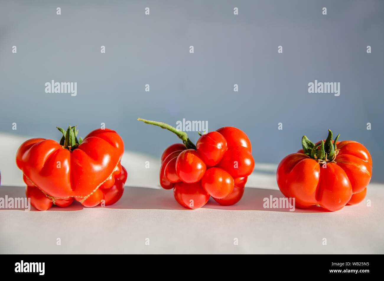 ugly tomatoes variety voyage on white background with copy space Stock