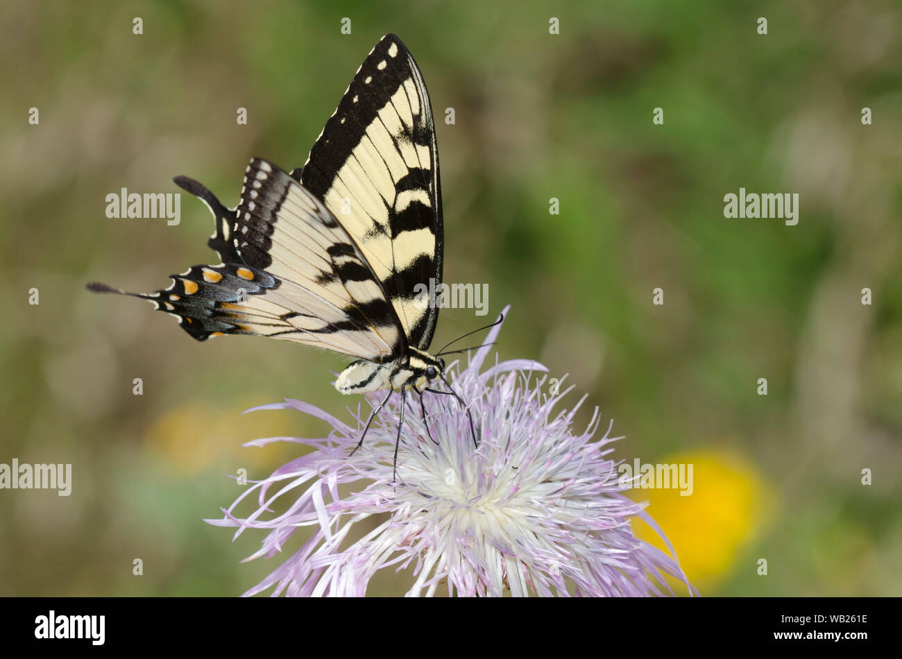Eastern Tiger Swallowtail, Papilio glaucus, male nectaring on American Star-thistle, Plectocephalus americanus Stock Photo
