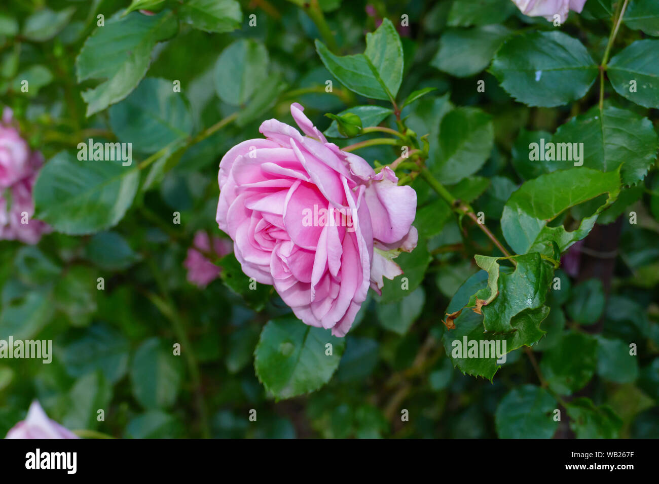 Purpur rose hi-res stock photography and images - Alamy