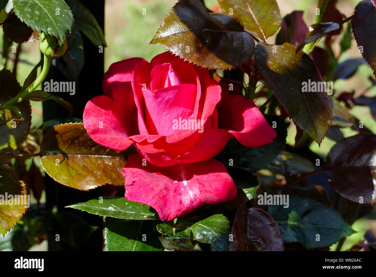 Rose Blüte Stock Photo