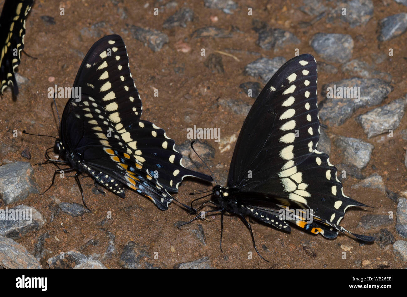 Black Swallowtails, Papilio polyxenes, males mud-puddling Stock Photo