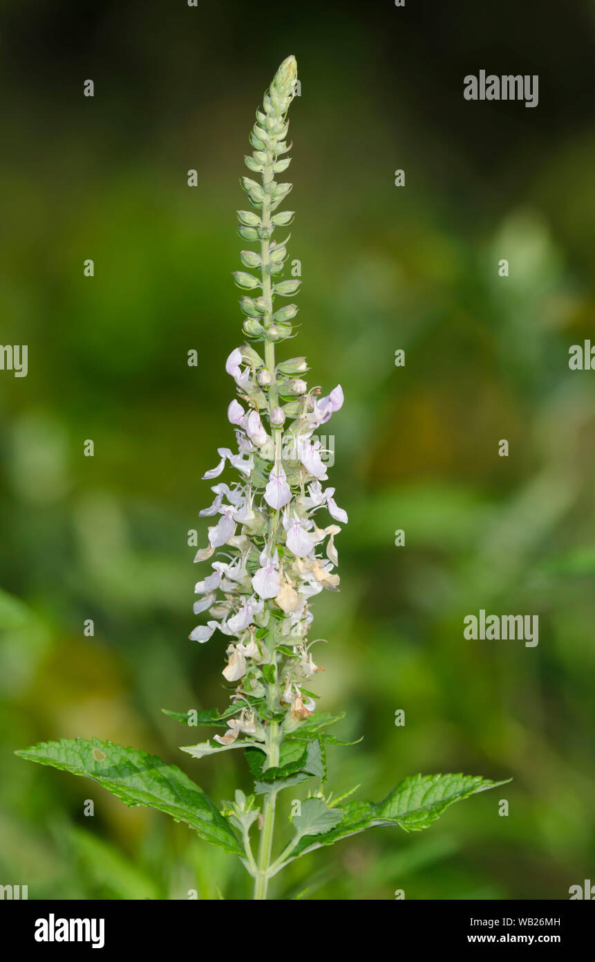 Photo 1059 08 American Germander Teucrium Canadense In Lick Creek Park College Station Texas