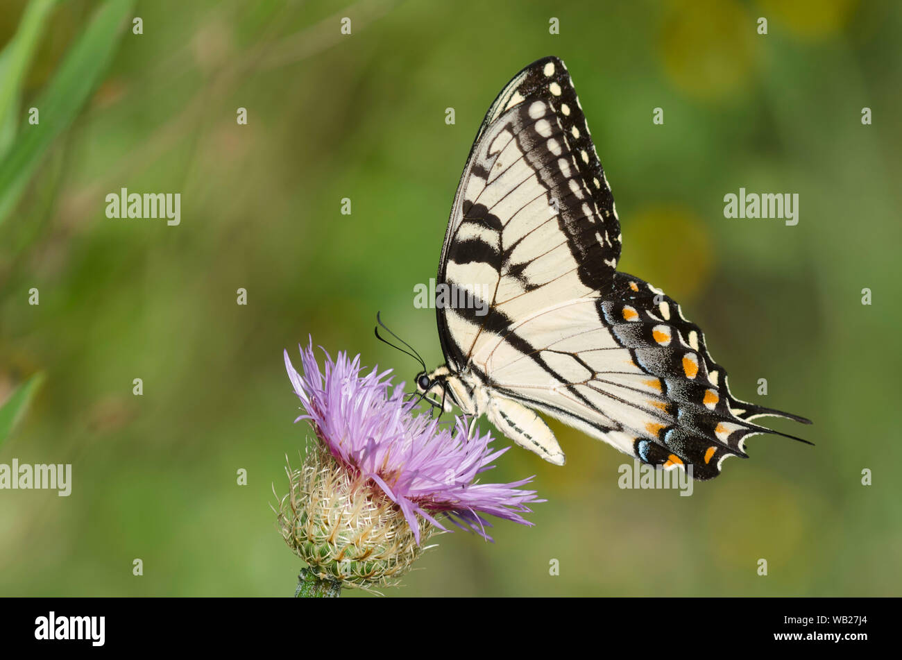 Eastern Tiger Swallowtail, Papilio glaucus, male nectaring on American Star-thistle, Plectocephalus americanus Stock Photo