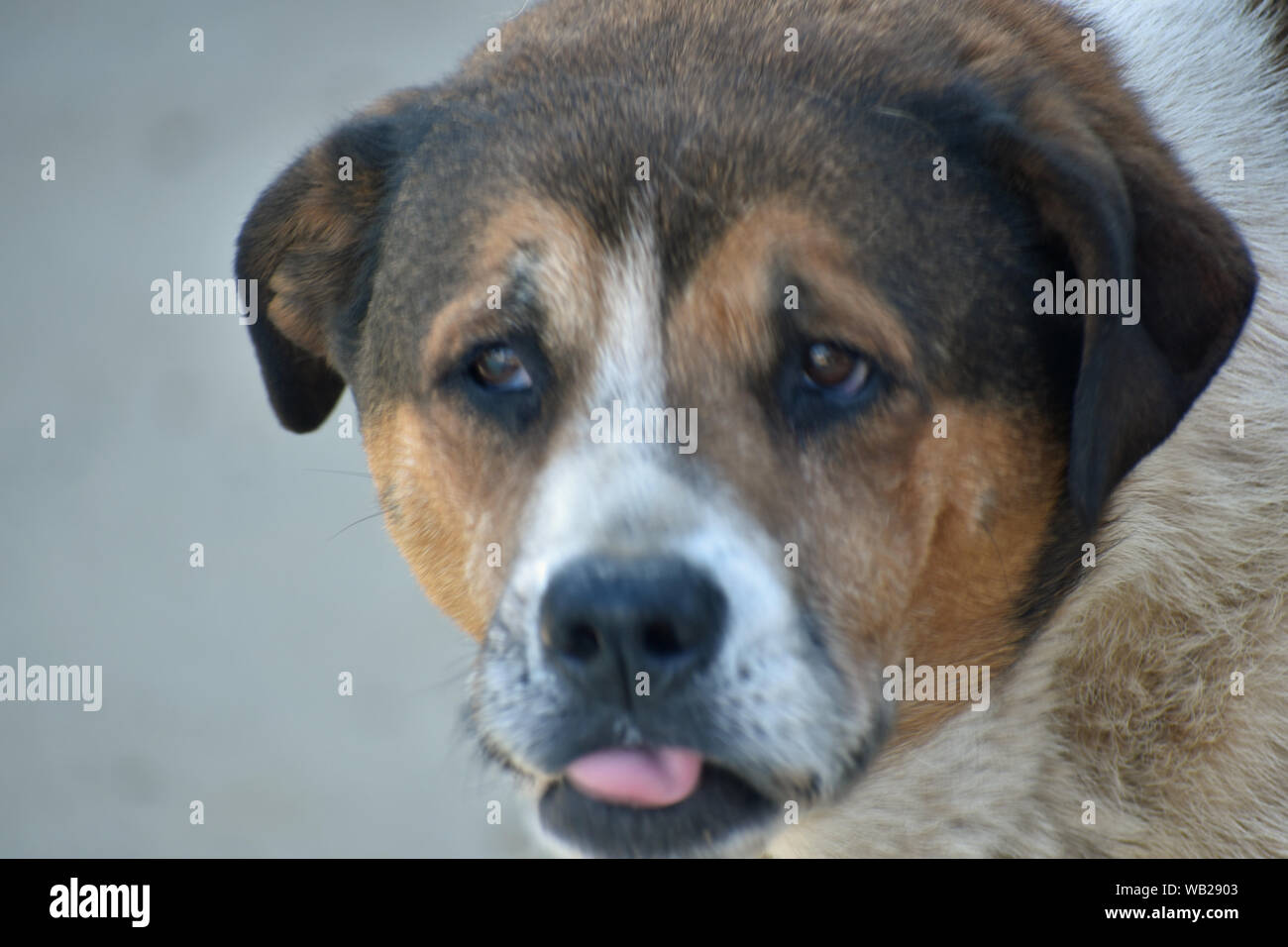 Dog sticking out Tongue Stock Photo Alamy