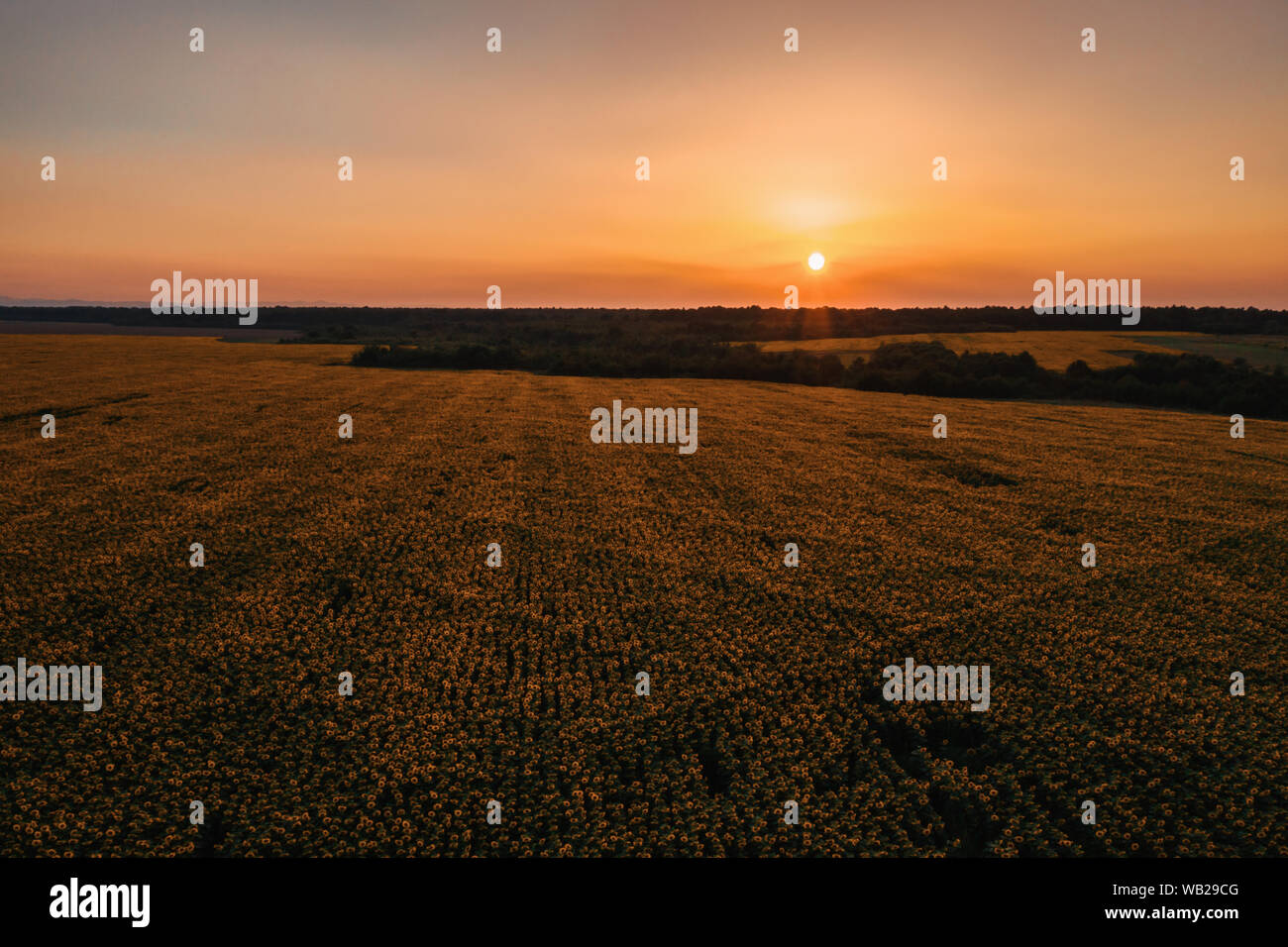 Sunflower field on sunset, Beautiful nature landscape panorama Stock ...