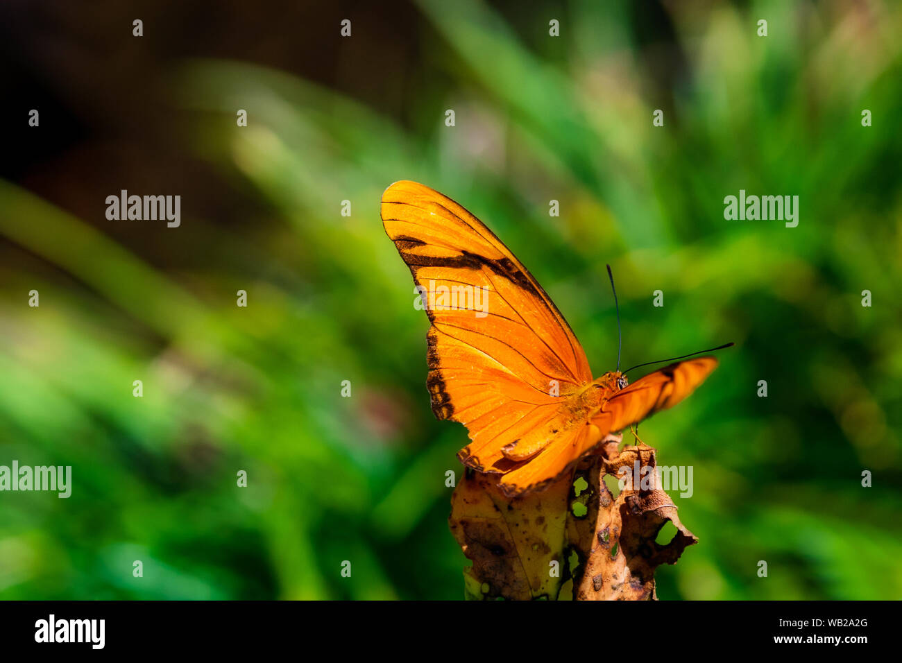 Botanical garden butterfly house hires stock photography and images
