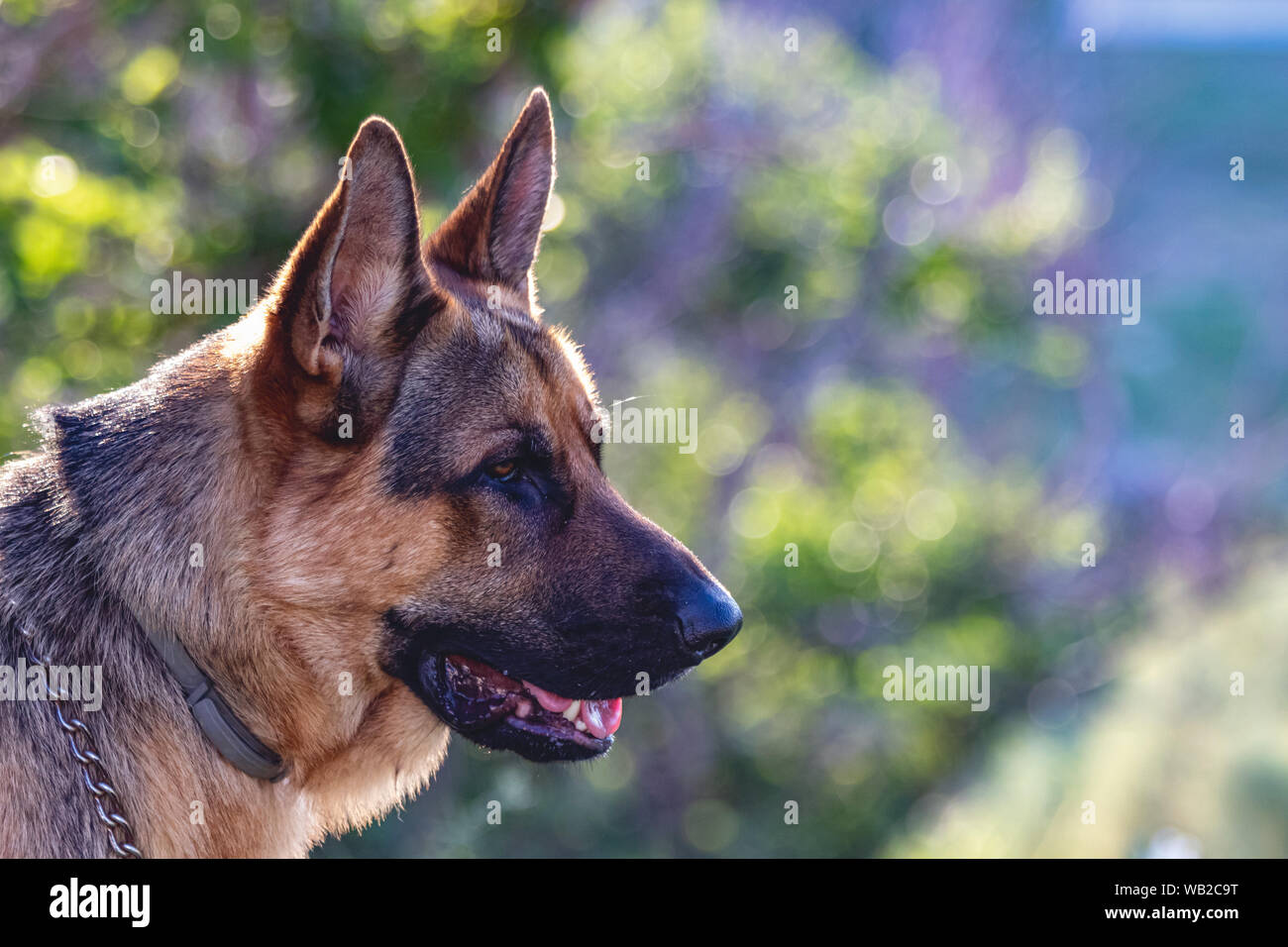 portrait of a German Shepherd on a green background while looking into the distance Stock Photo
