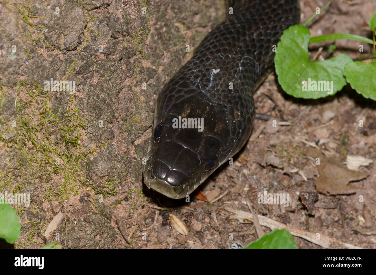 Black Rat Snake, Pantherophis obsoletus Stock Photo