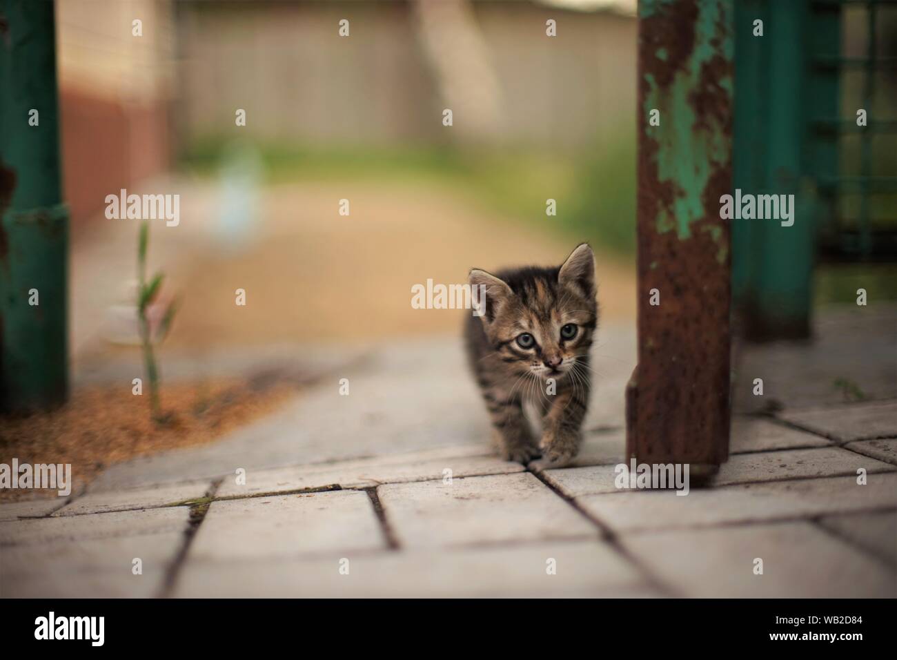 little tabby kitten sneaks along the fence Stock Photo - Alamy