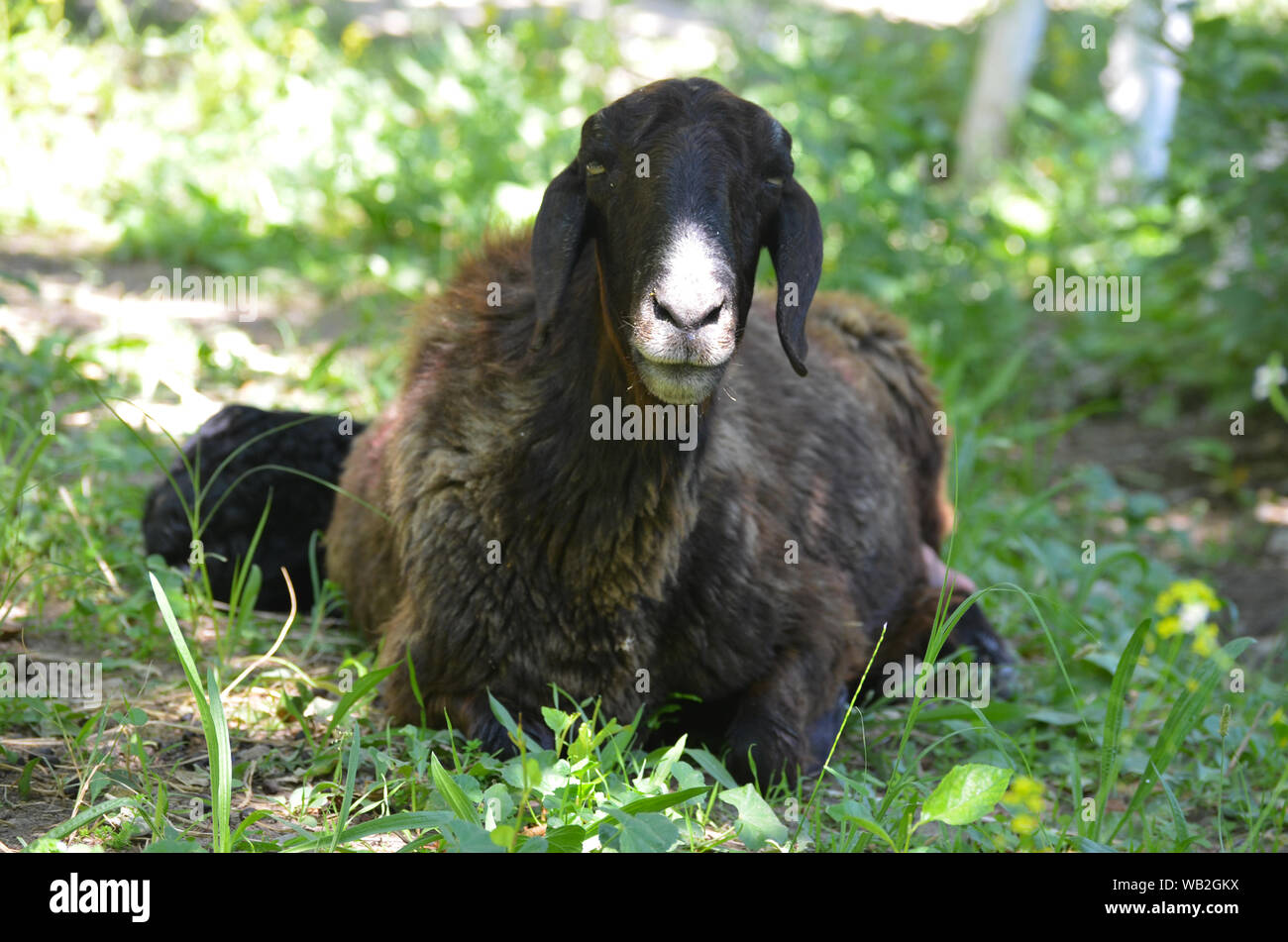 A sheep in a field in the Nuratau mountains, Central Uzbekistan Stock ...