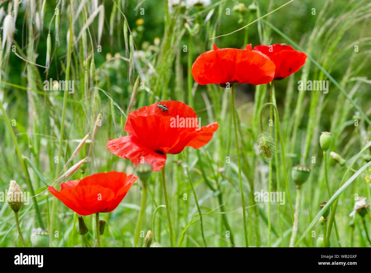 three red poppy seeds blooms in front of a grass background Stock Photo ...