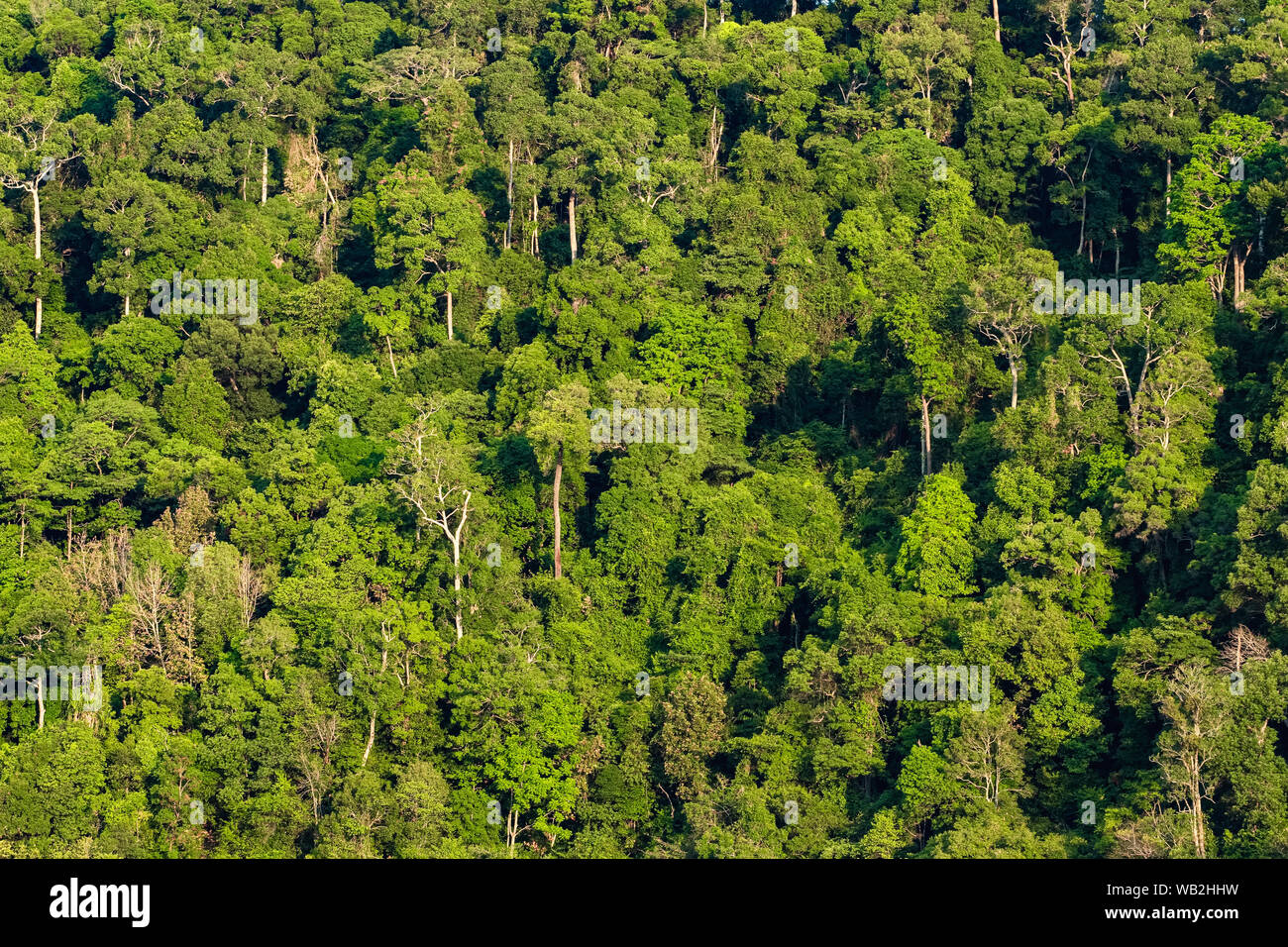 Lush green tropical rainforest Stock Photo - Alamy