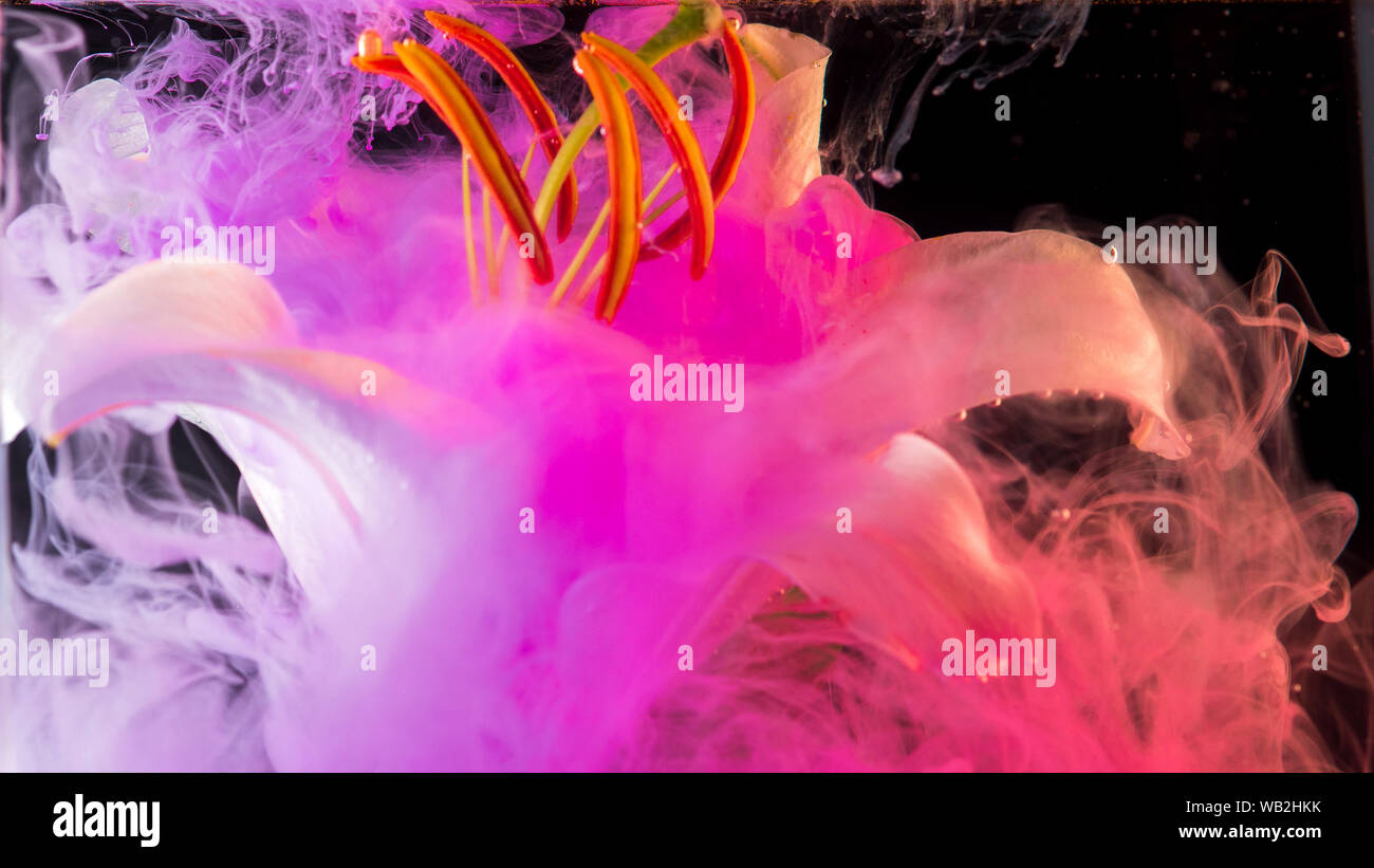 White Lily under water, of pink colour surrounds the flower. Abstract creative video, pink color swirling in the water. Stock Photo