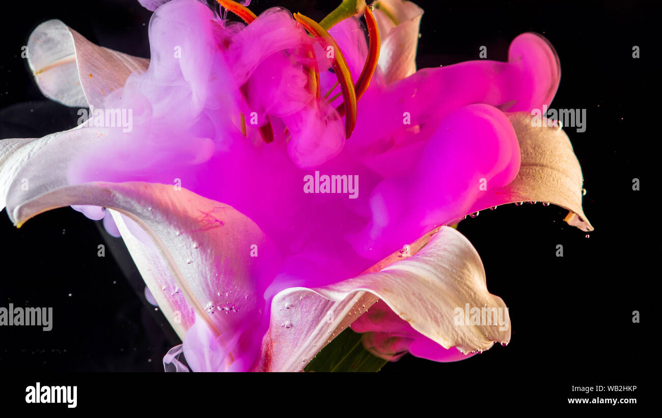 White Lily under water, of pink colour surrounds the flower. Abstract creative video, pink color swirling in the water. Stock Photo