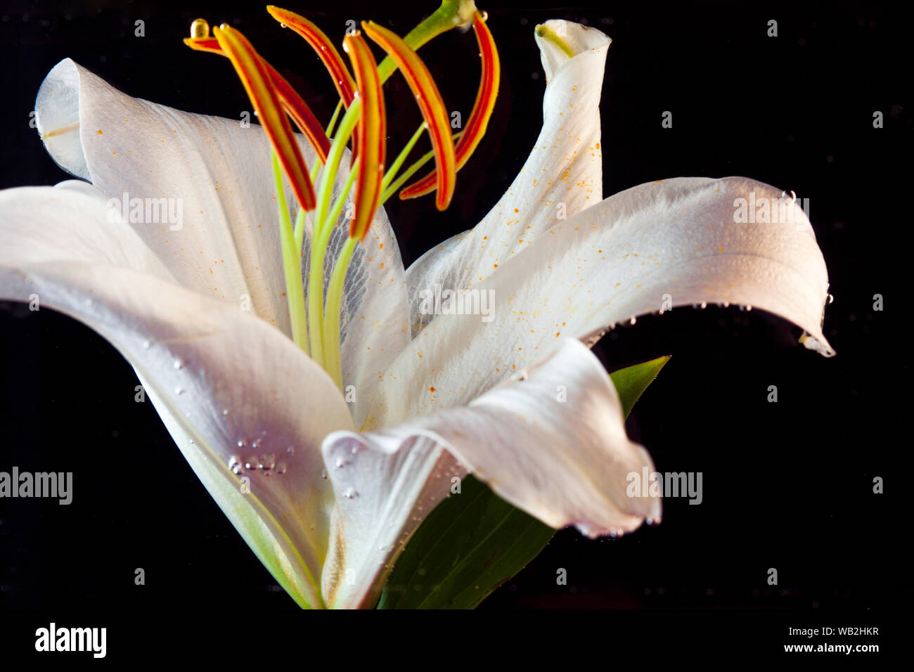 White Lily under water. Lily flower on a black background immersed in water. Stock Photo