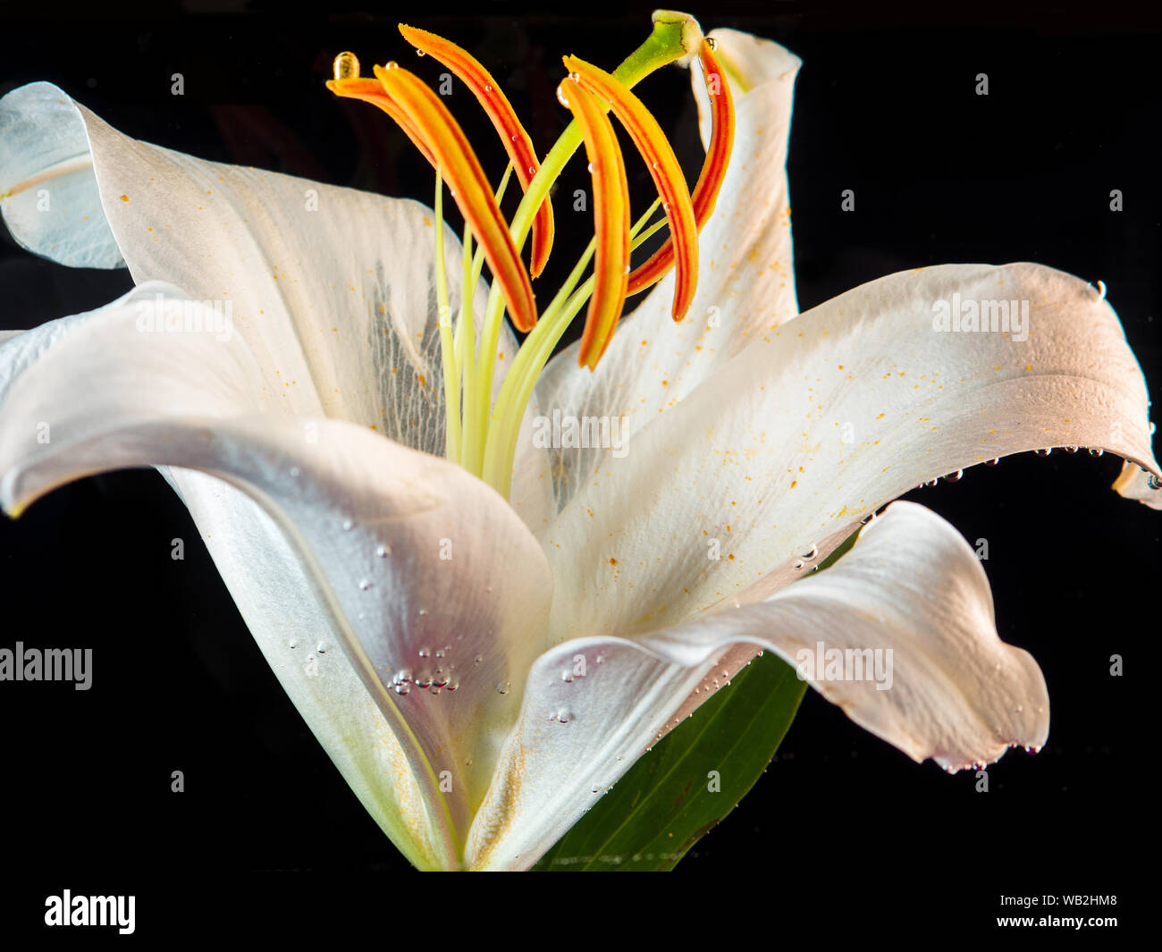 White Lily under water. Lily flower on a black background immersed in water. Stock Photo