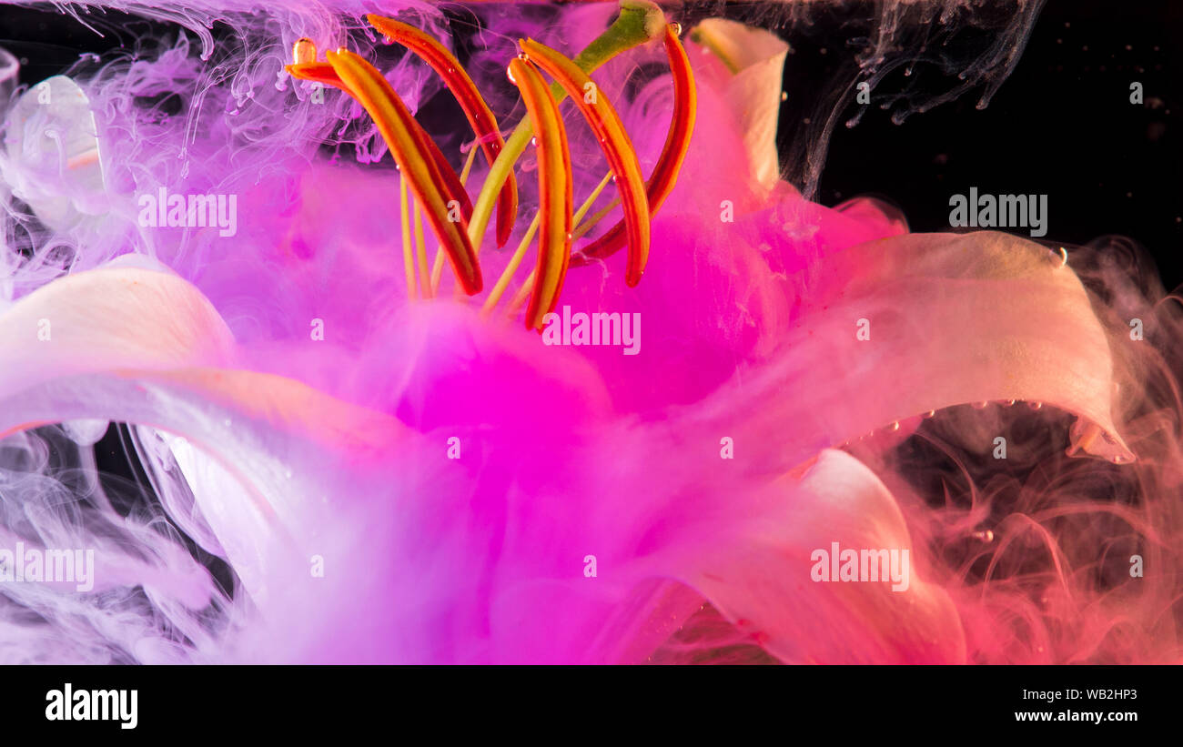 White Lily under water, of pink colour surrounds the flower. Abstract creative photo, pink color swirling in the water. Bright colored ink. Stock Photo