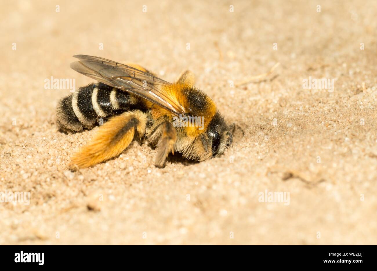 Pantalon bee (Dasypoda hirtipes), female digs nesting cave in sandy soil, nature reserve Teufelsmauer, Saxony-Anhalt, Germany Stock Photo
