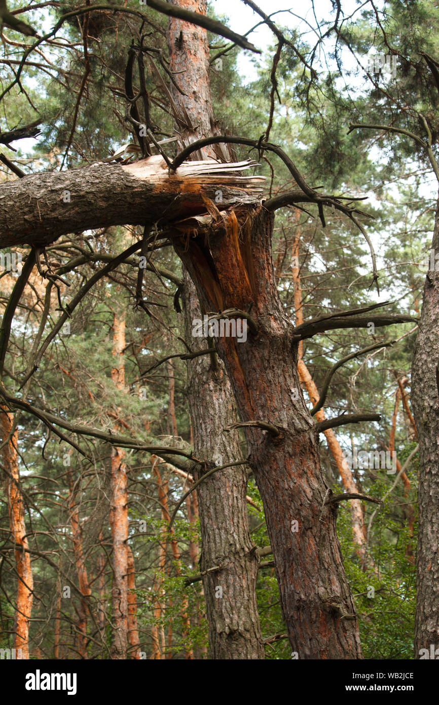 Old, dry, crumpled tree against a blurry forest background, selective focus Stock Photo