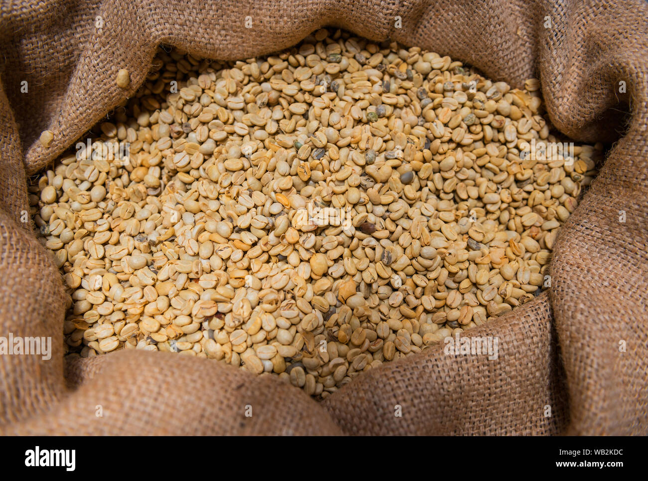 A burlap sack with unroasted high quality coffee beans in a coffee production estate near the Poas Volcano, San Jose, Costa Rica. Stock Photo