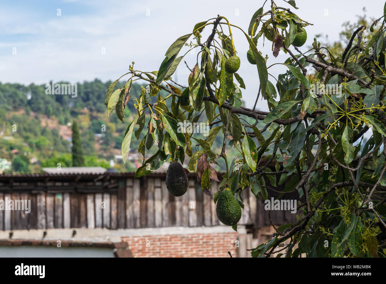 Avocado tree hires stock photography and images Alamy