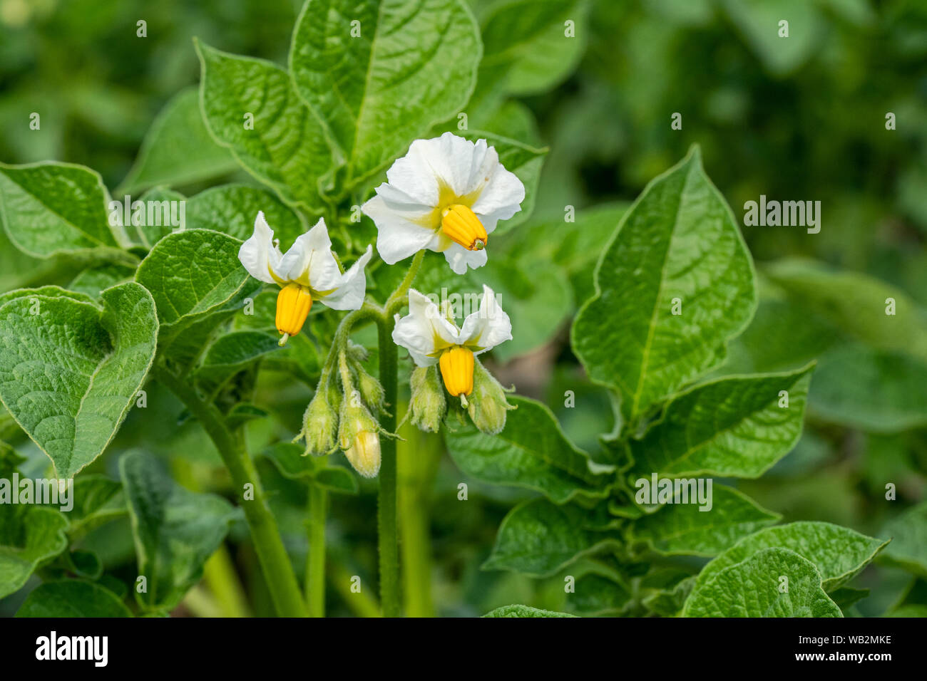 Flowering potato. Potato flowers blossom in sunlight grow in plant. White blooming potato flower