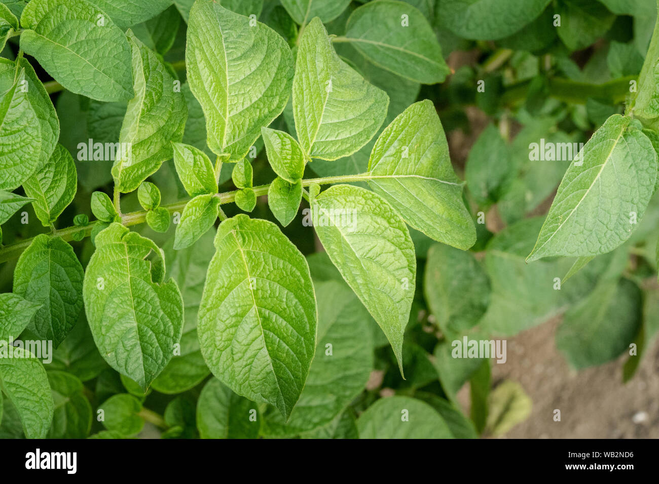 Green potato plant. Leaf of vegetable. Organic food agriculture in