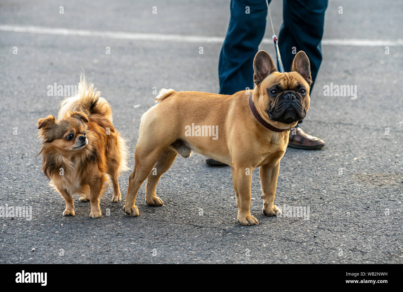 French bulldog hotsell mixed with pomeranian