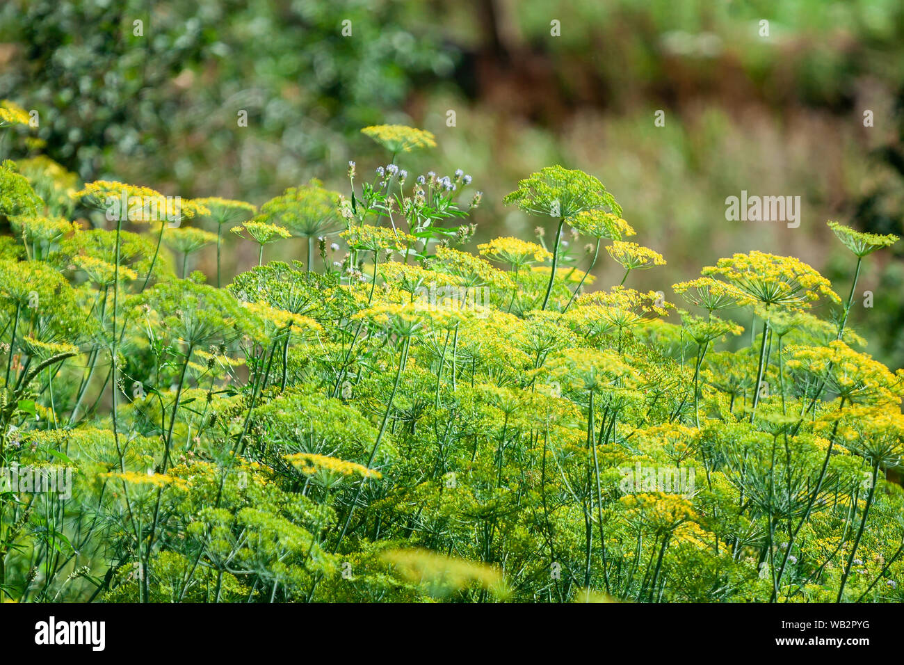 Download Yellow Coriander Flowers In The Vegetable Garden Greenary Stock Photo Alamy Yellowimages Mockups