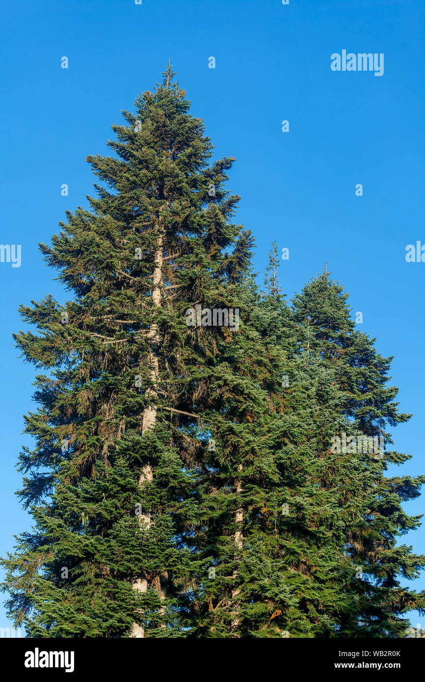 Tall spruce tree hi-res stock photography and images - Alamy