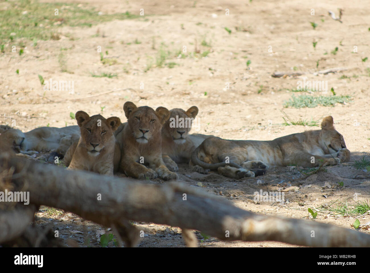 Three lionesses in good choreography observing watchfully the photographer Stock Photo