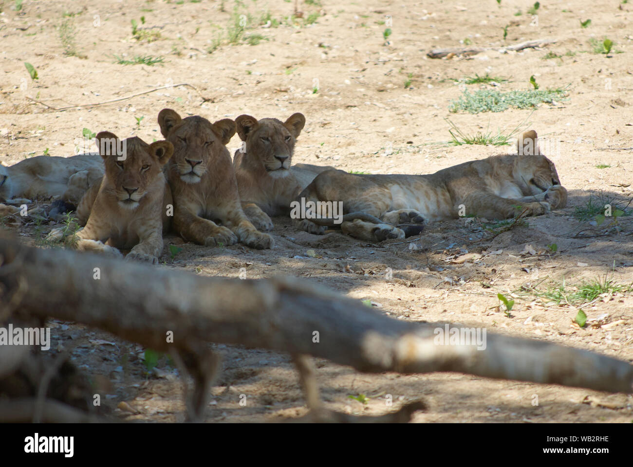 Three lionesses in good choreography observing watchfully the photographer Stock Photo