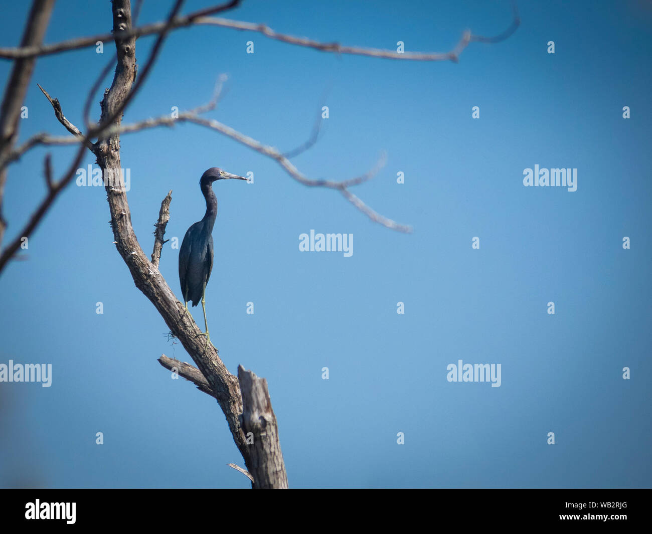 Wildlife in nature Stock Photo - Alamy